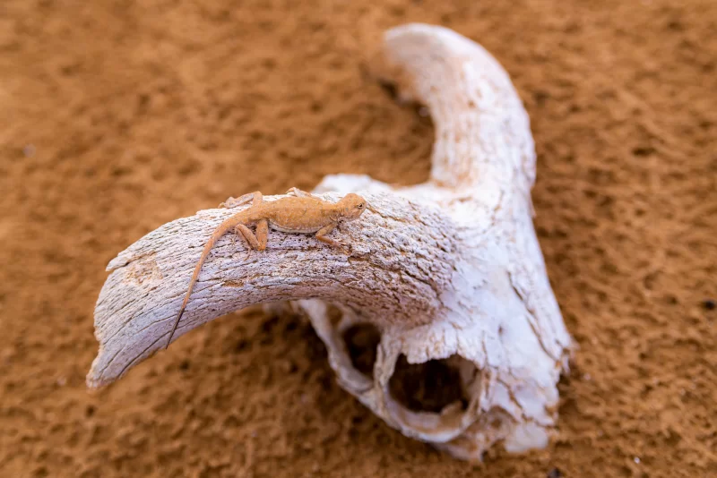 Ящерица на кости в пустыне