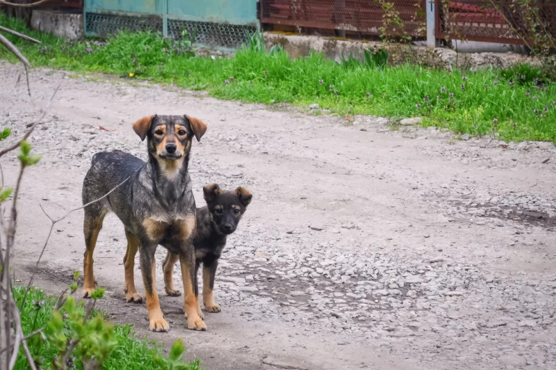 Two dogs on a dirt road: mother and puppy
