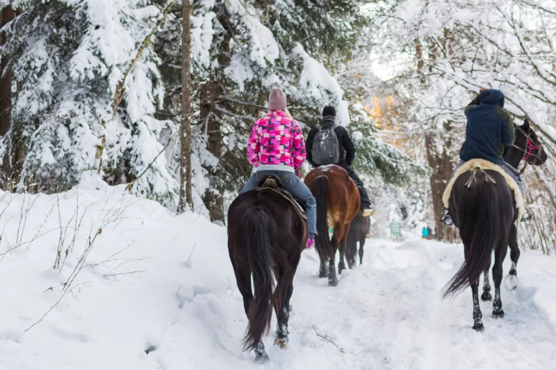 Зимняя конная прогулка по заснеженному лесу