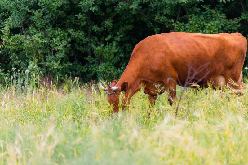 Cow grazing in a meadow