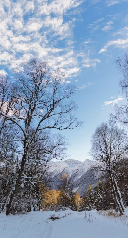 Winter landscape: snow-covered mountains and coniferous forest under a blue sky