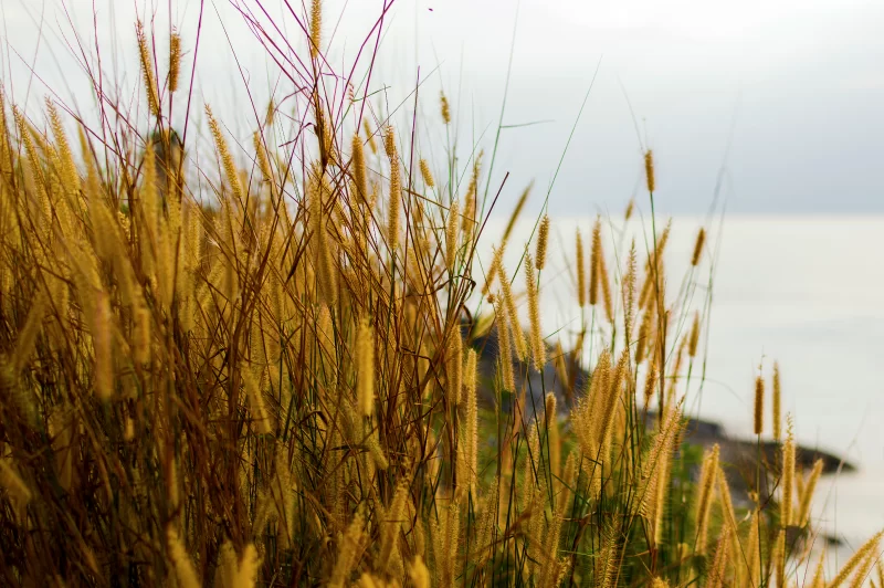 Колоски на берегу моря на закате