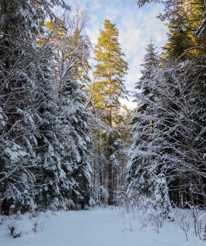 Winter forest, snow-covered trees