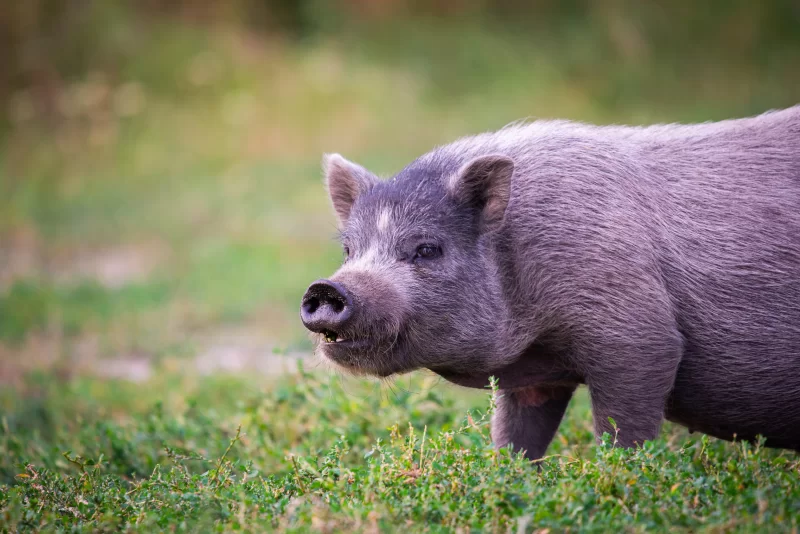 Породистая свинья на зеленой траве