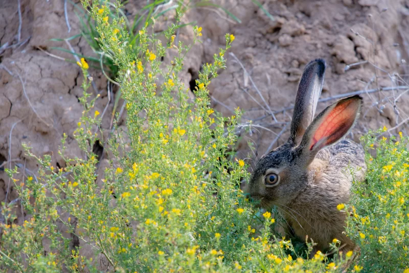 Hare in a field with small yellow flowers