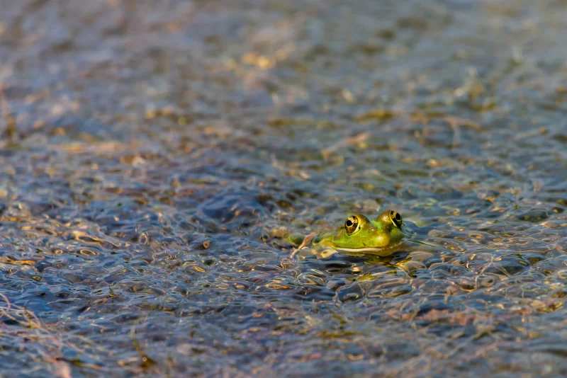 Marsh Frog in the water - Pelophylax ridibundus