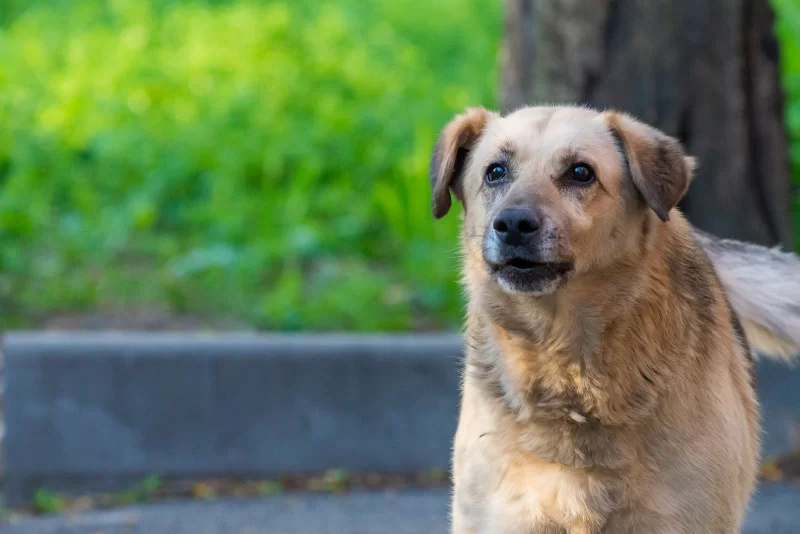 Портрет бездомной собаки на фоне зеленой травы и дерева