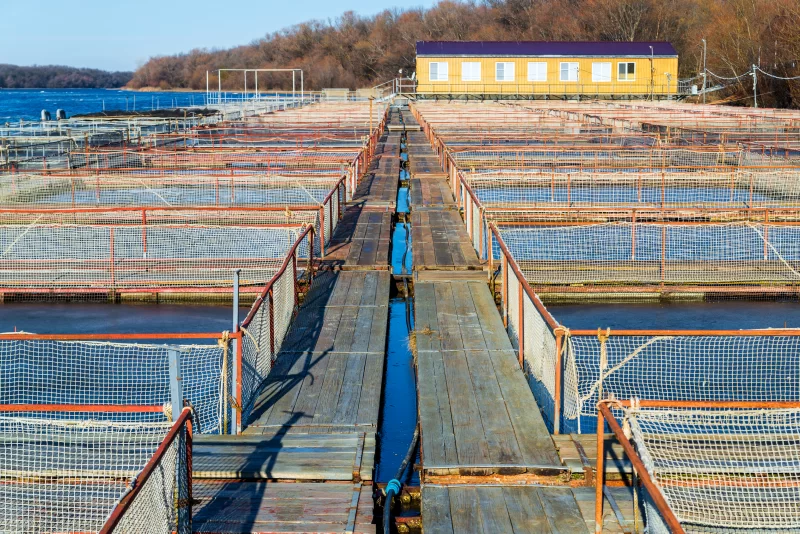 Садки для разведения рыбы в естественной реке