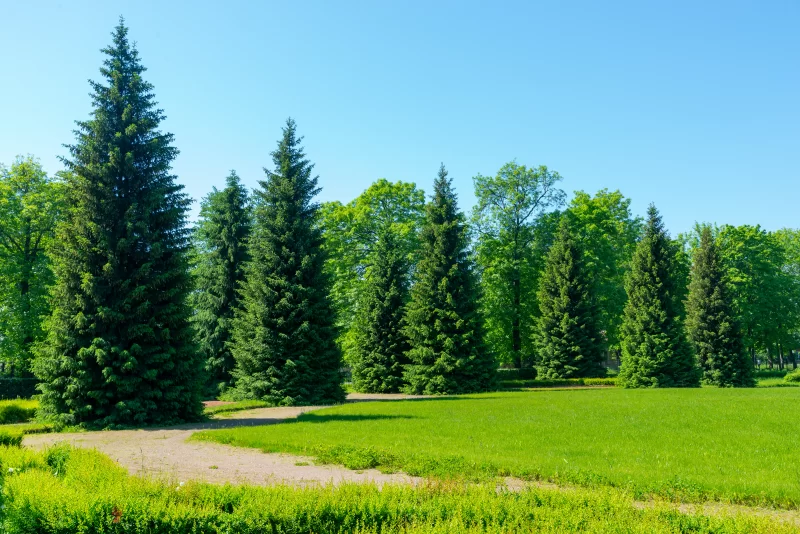 Старые ели, пихты и сосны