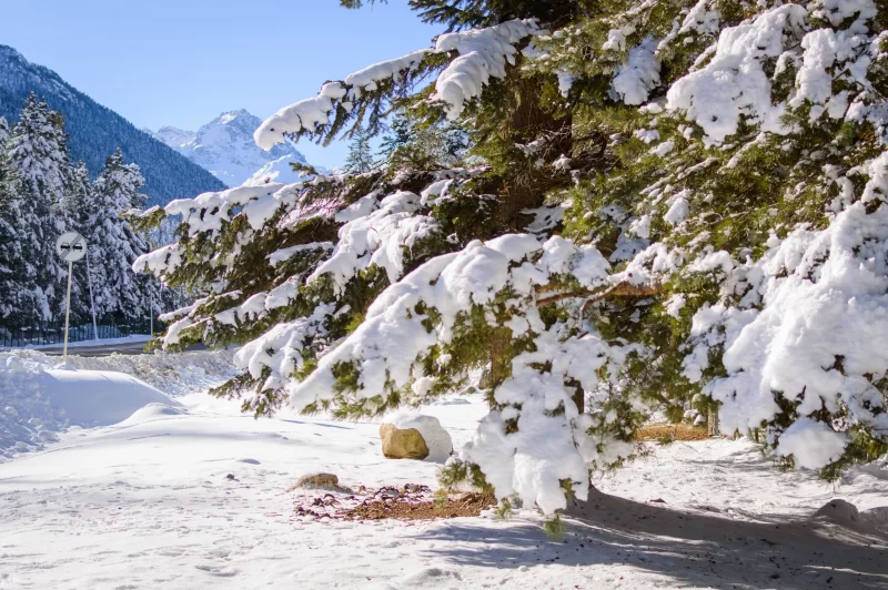 Зимний пейзаж: Пихтовые ветви, покрытые снегом, в заснеженном лесу