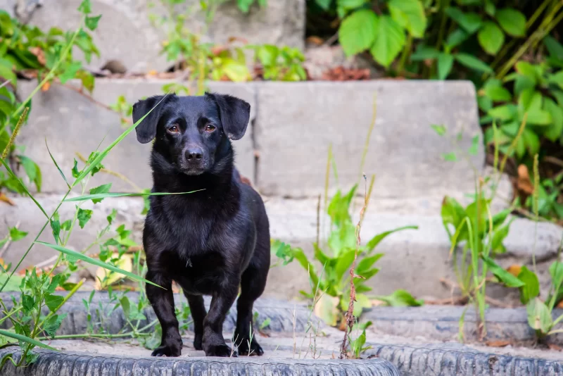 Черная собака, смотрящая прямо в камеру, на фоне зеленых зарослей и бетонных ступеней