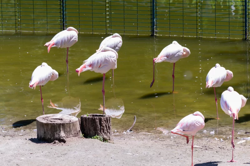 Стая розовых фламинго отдыхает на мелководье в солнечный день