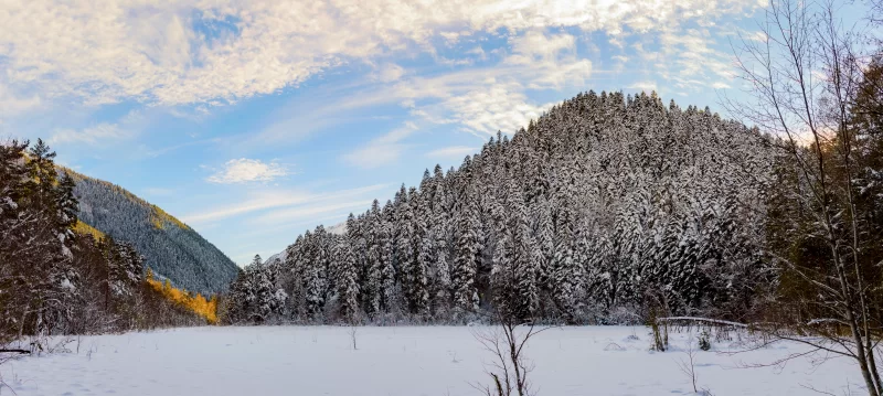 Snowy winter mountains with softwood forest at dawn