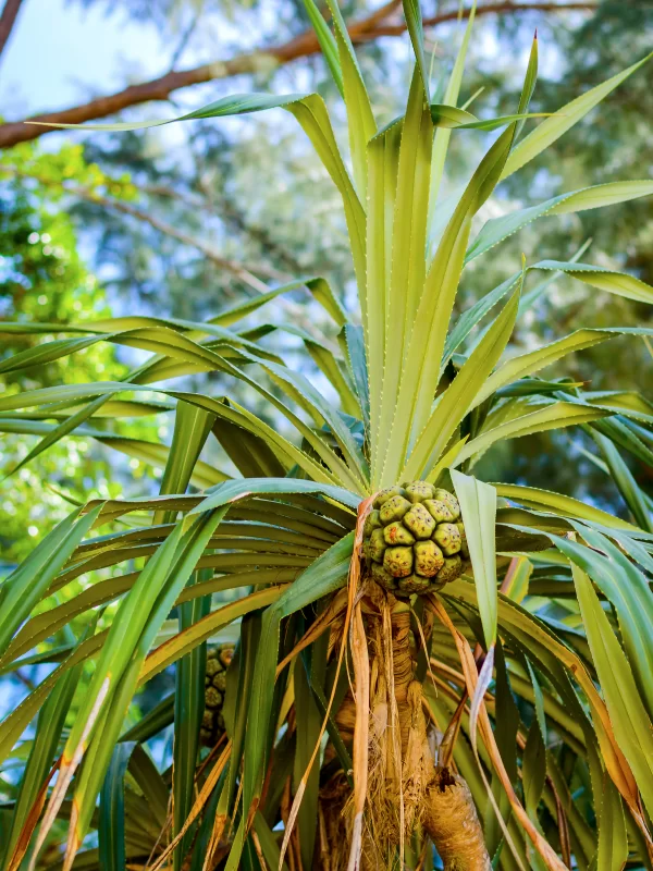 Плоды пальмы на дереве
