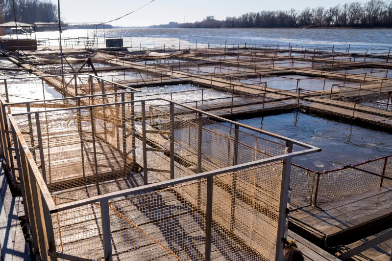 Садки для разведения рыбы в естественной реке