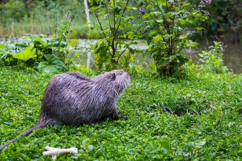 Muskrat on the pond shore surrounded by greenery