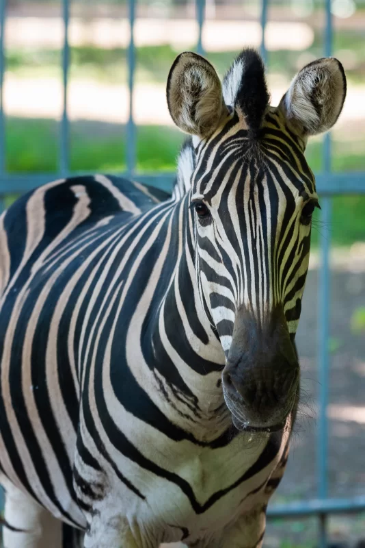 Портрет зебры в зоопарке: взгляд в дикую природу