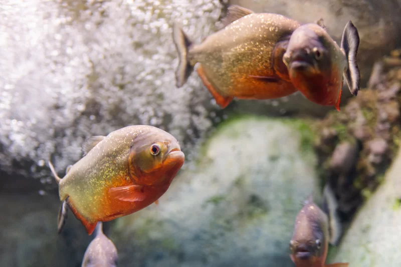 Питающиеся пираньи в аквариуме: крупный план