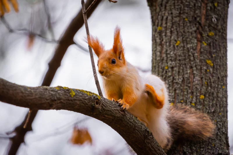 Red squirrel on a tree branch