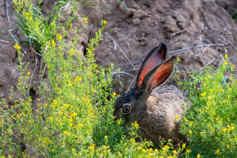Заяц среди желтых цветов
