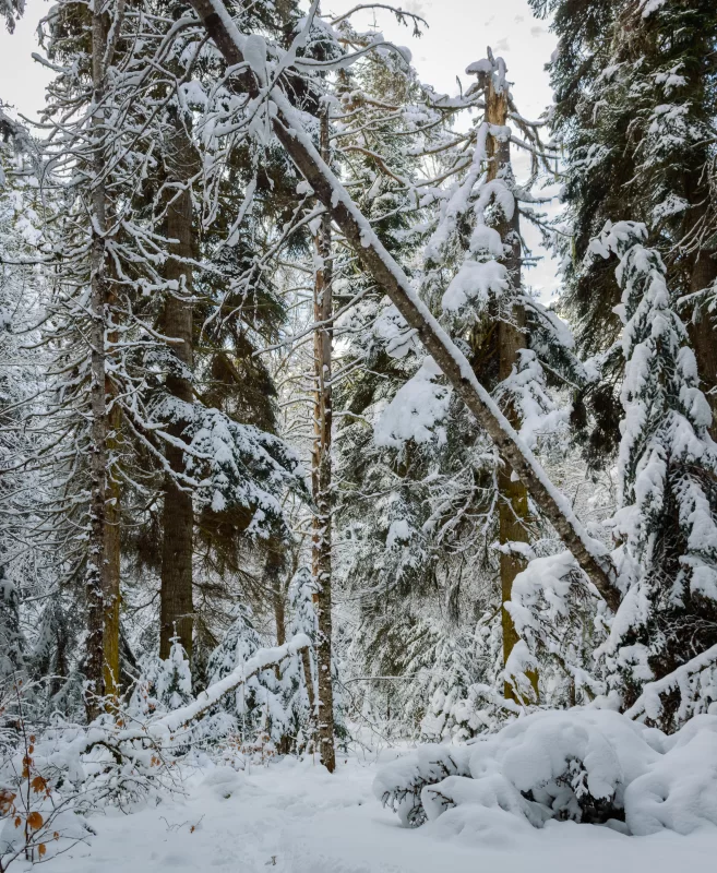 Snow-covered winter forest, full of silence and serenity
