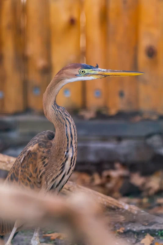 Purple heron against a wooden fence