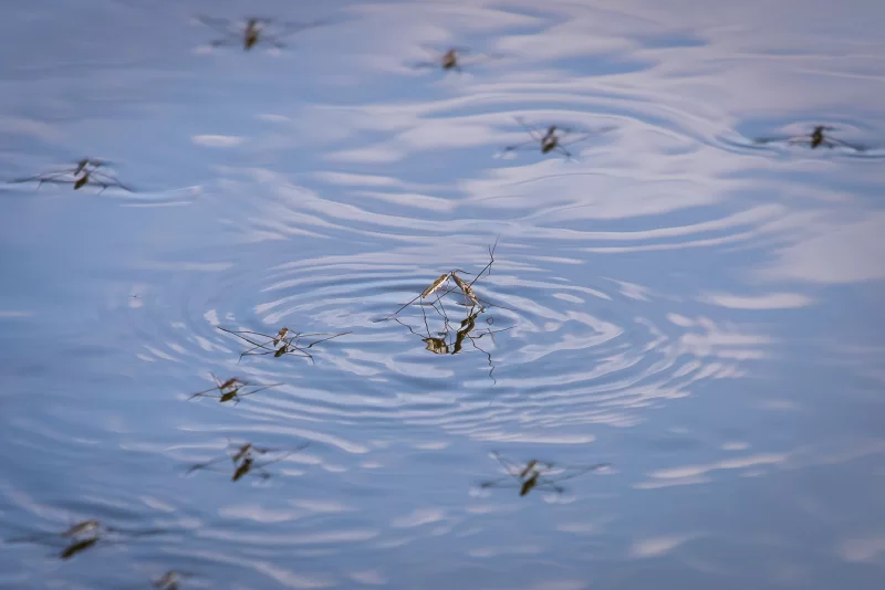 Водомерки скользят по поверхности воды: удивительная жизнь насекомых
