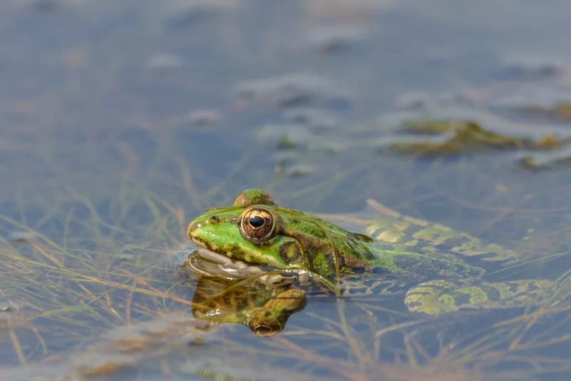 Frog in the pond water