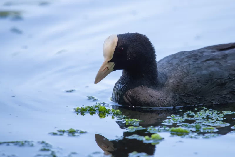 Черная лысуха с белым лбом на спокойной воде