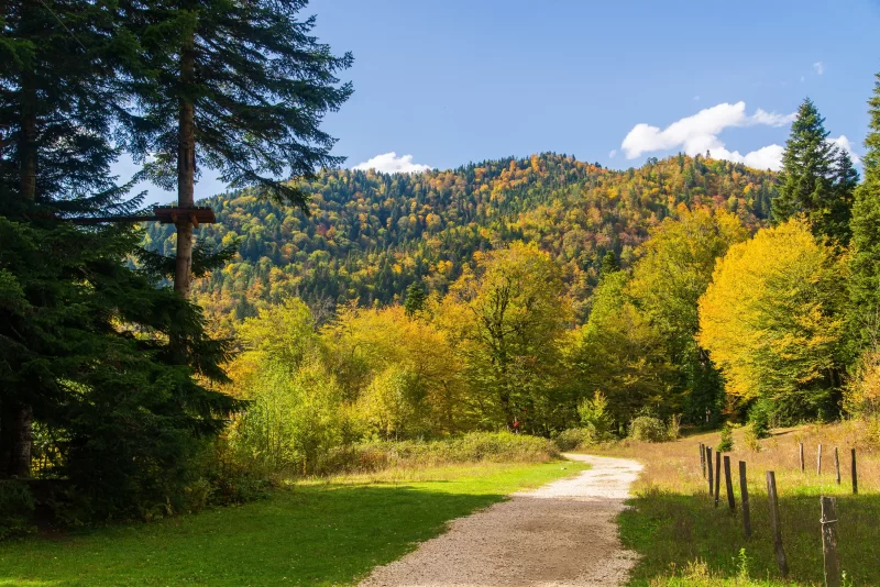 Живописная осенняя тропа через лес Адыгеи
