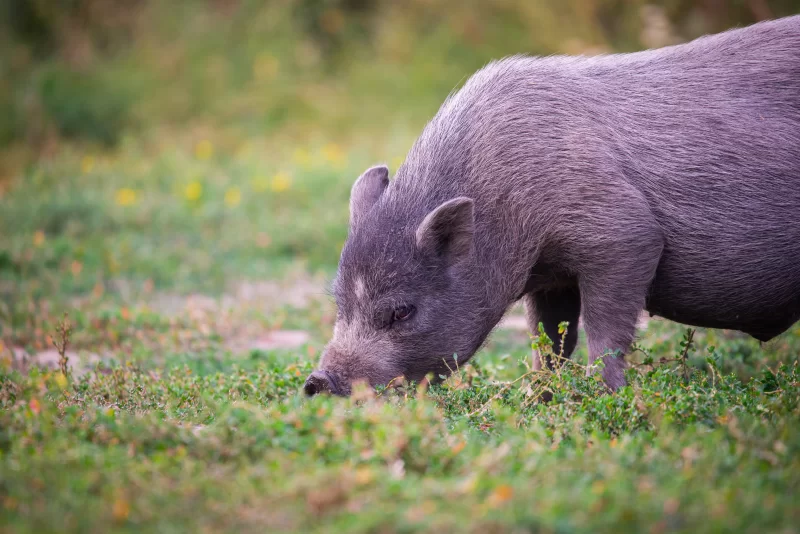 Вьетнамская вислобрюхая свинья на траве