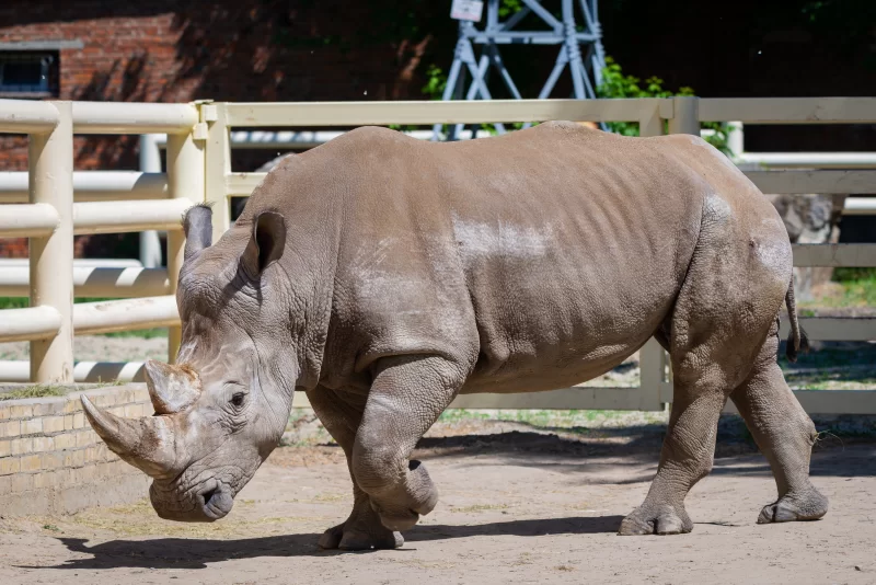 Носорог в зоопарке