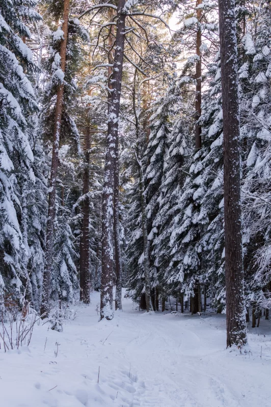 Winter forest: snowy firs and a path