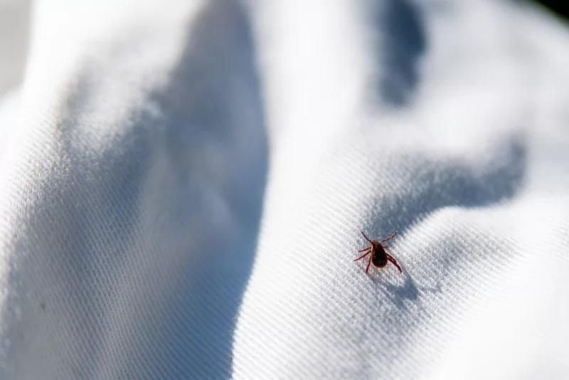 Клещ на белой ткани: макросъемка опасного паразита