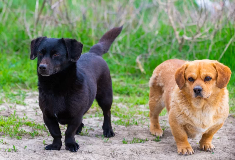 Две собаки на природе