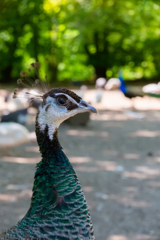 Портрет павлина: красота оперения и взгляд природы