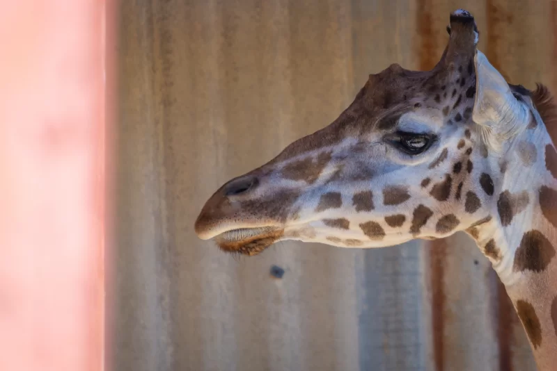 Портрет жирафа крупным планом