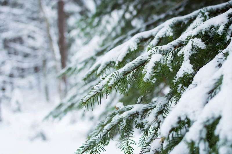 Ветви ели, покрытые снегом