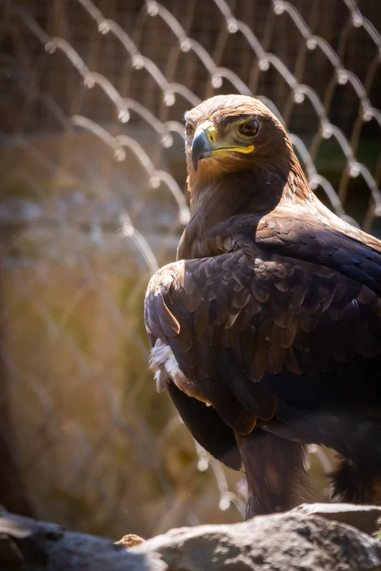 Величественный орел на камне, взгляд в будущее