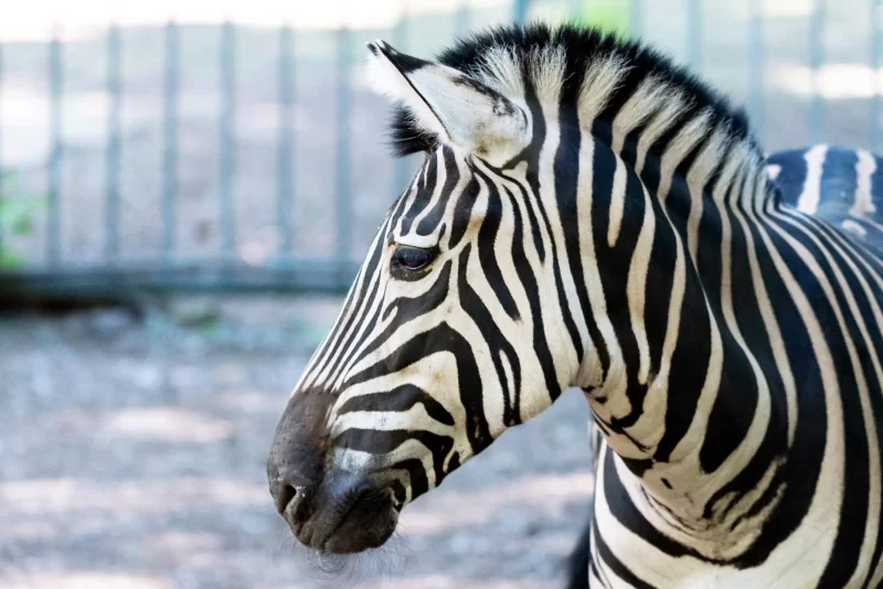 Портрет зебры в профиль