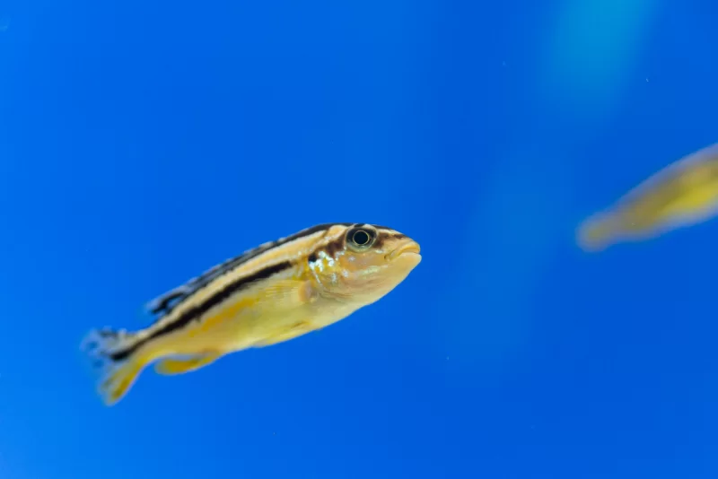 Яркая желтая рыбка с черными полосами плывет в синей воде