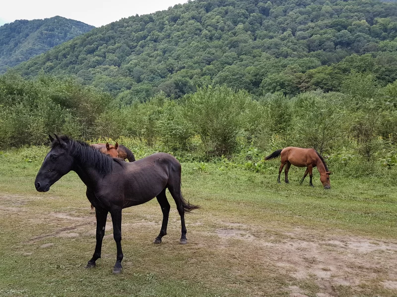 Лошади пасутся на фоне живописных зеленых гор