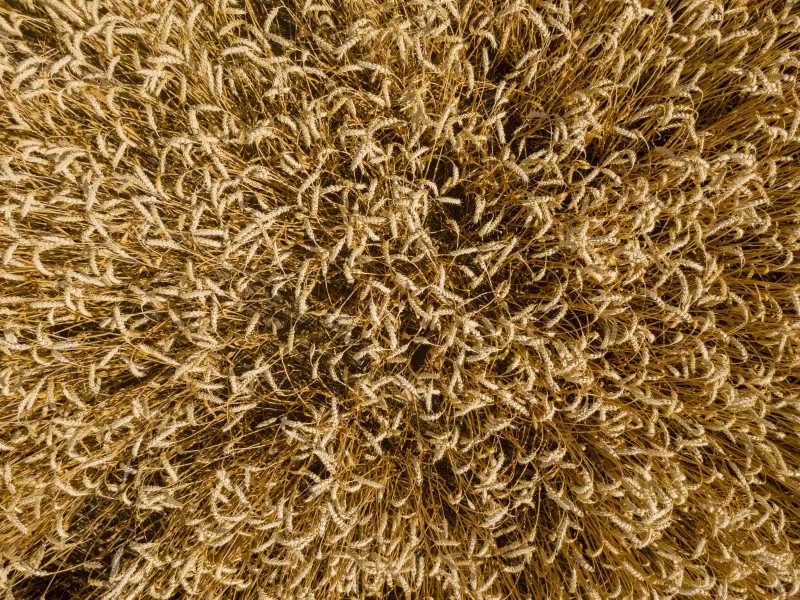 Aerial top view of the golden wheat field