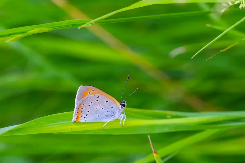 Бабочка на зеленом листе: детальный макроснимок природы