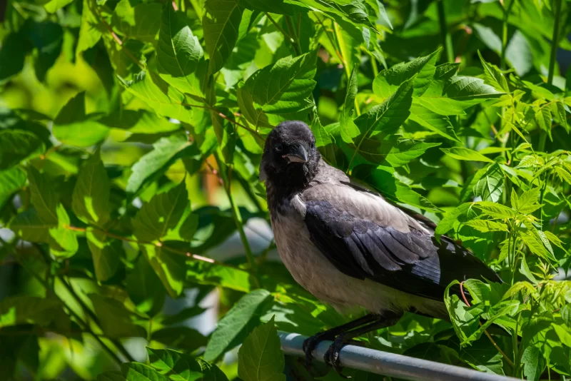 Грач на ветке среди зелени