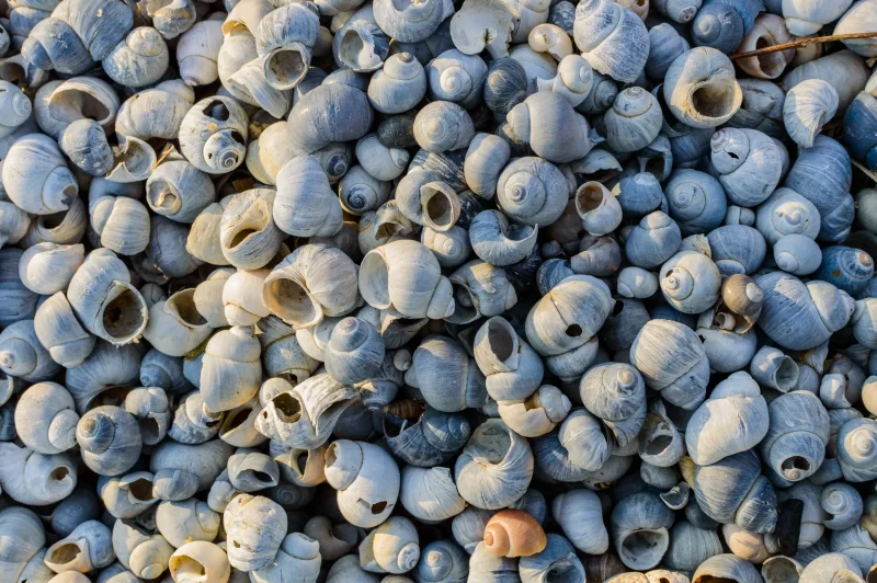 Множество ракушек на берегу