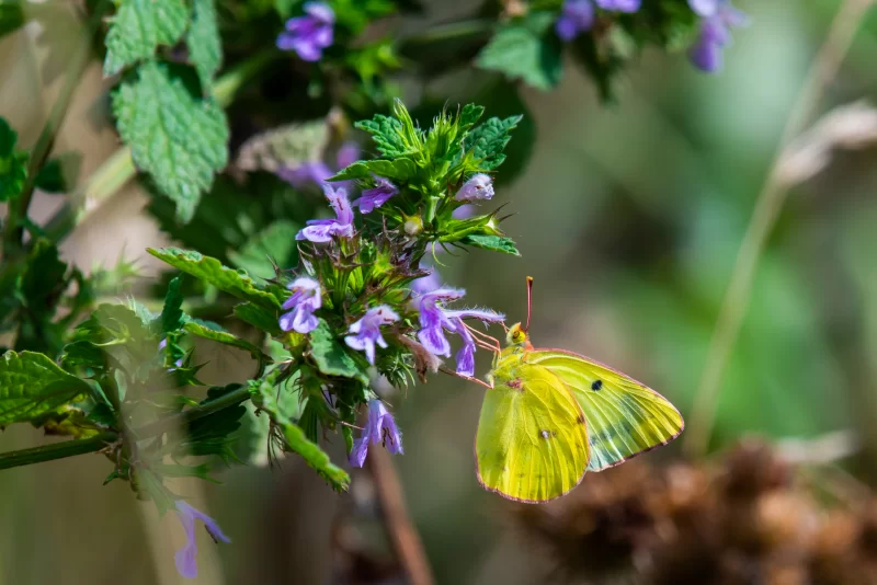 Желтая бабочка на сиреневых цветах в летнем поле