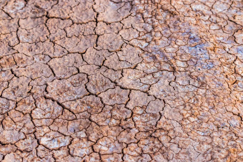 Cracked clay ground into the dry season