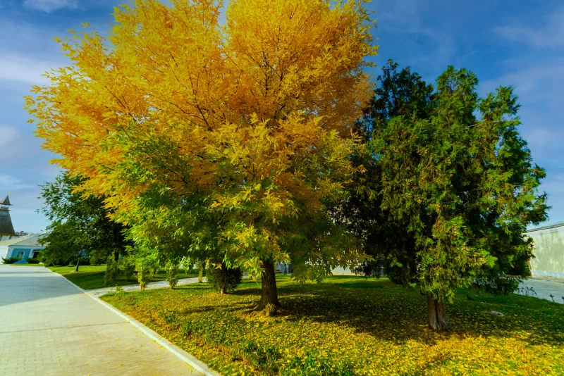 Flowerbeds, Grass Pathway and Ornamental Vase in a Formal Garden