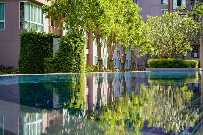 Reflexion of small trees in a pool